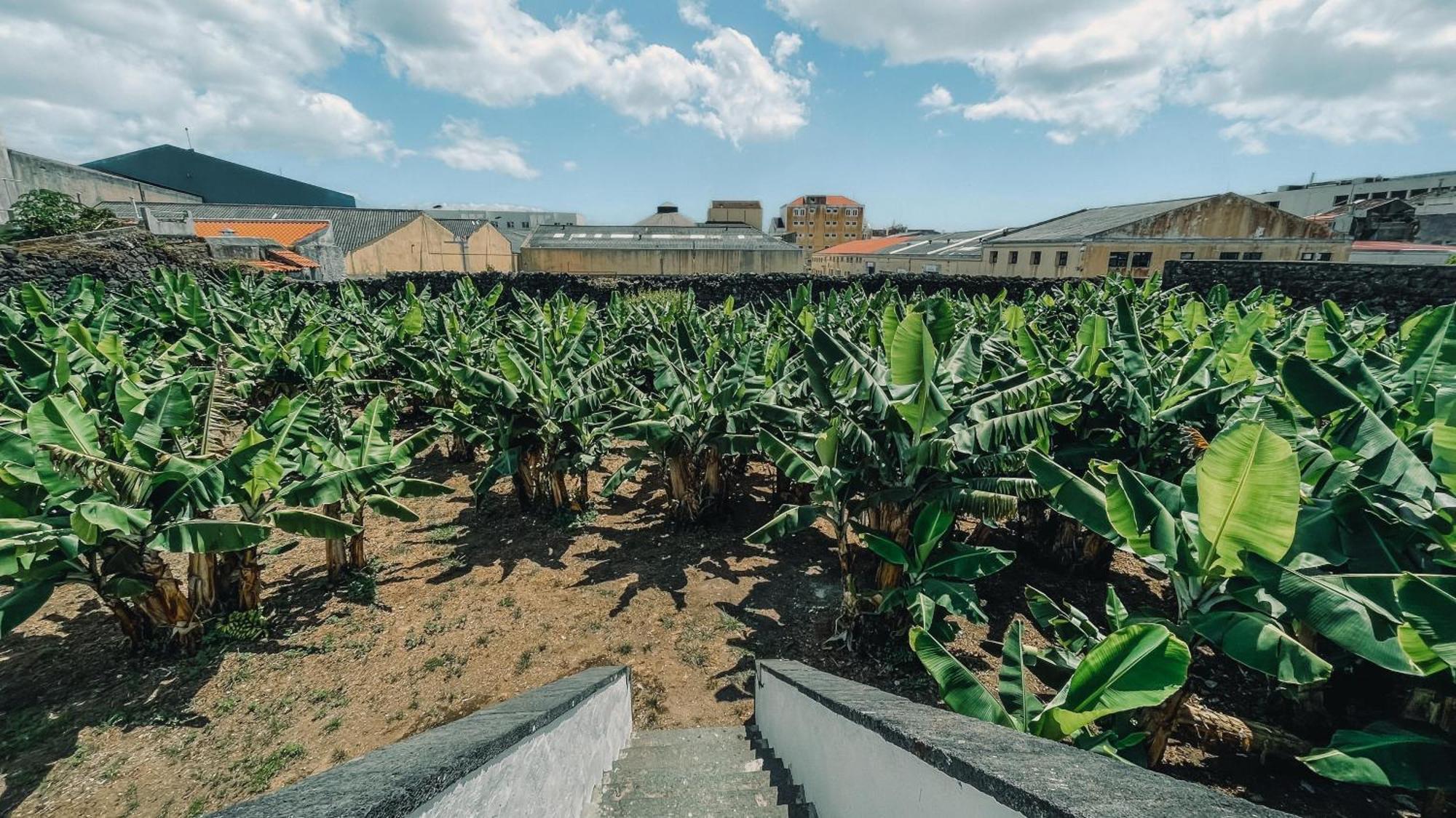 The Farm - Azores Boutique House ポンタ・デルガダ エクステリア 写真